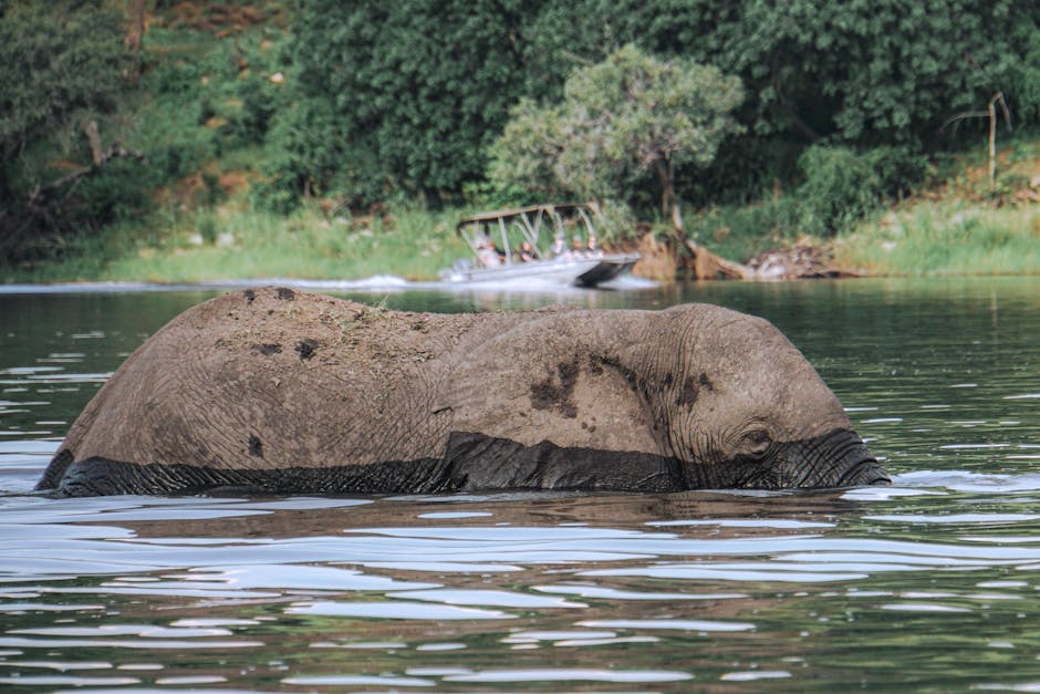 Elephants Chobe Botswana