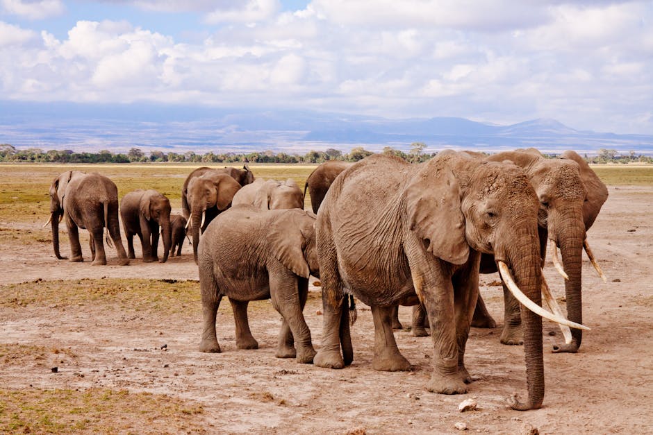 Éléphants Amboseli Kenya — couverture réseau 4G Safaricom