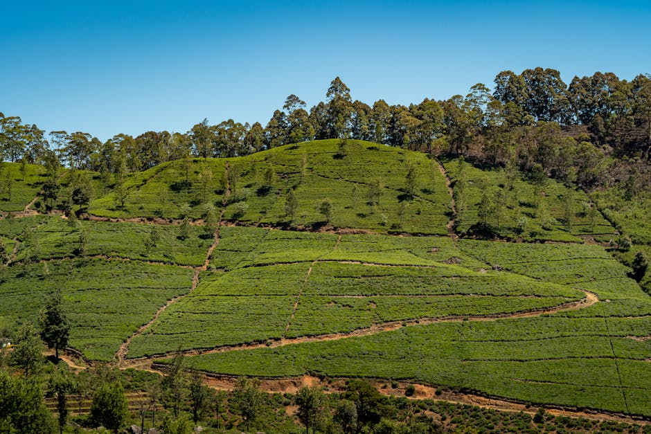 Plantations de thé Sri Lanka — meilleure eSIM pour le circuit