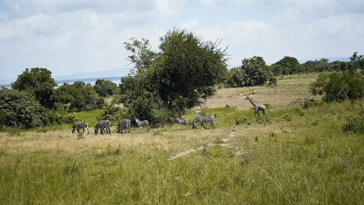 Cuántos GB para Kenia: consumo de datos